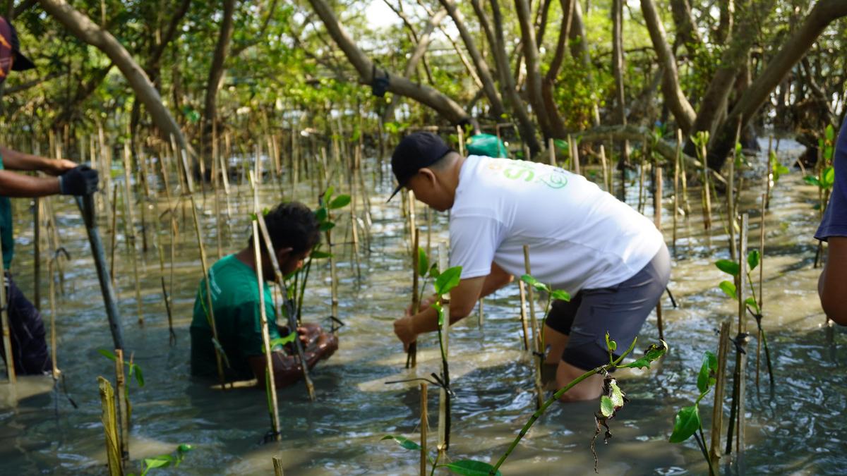 Penanaman 300 Pohon Mangrove di Kawasan Ekowisata Wonorejo