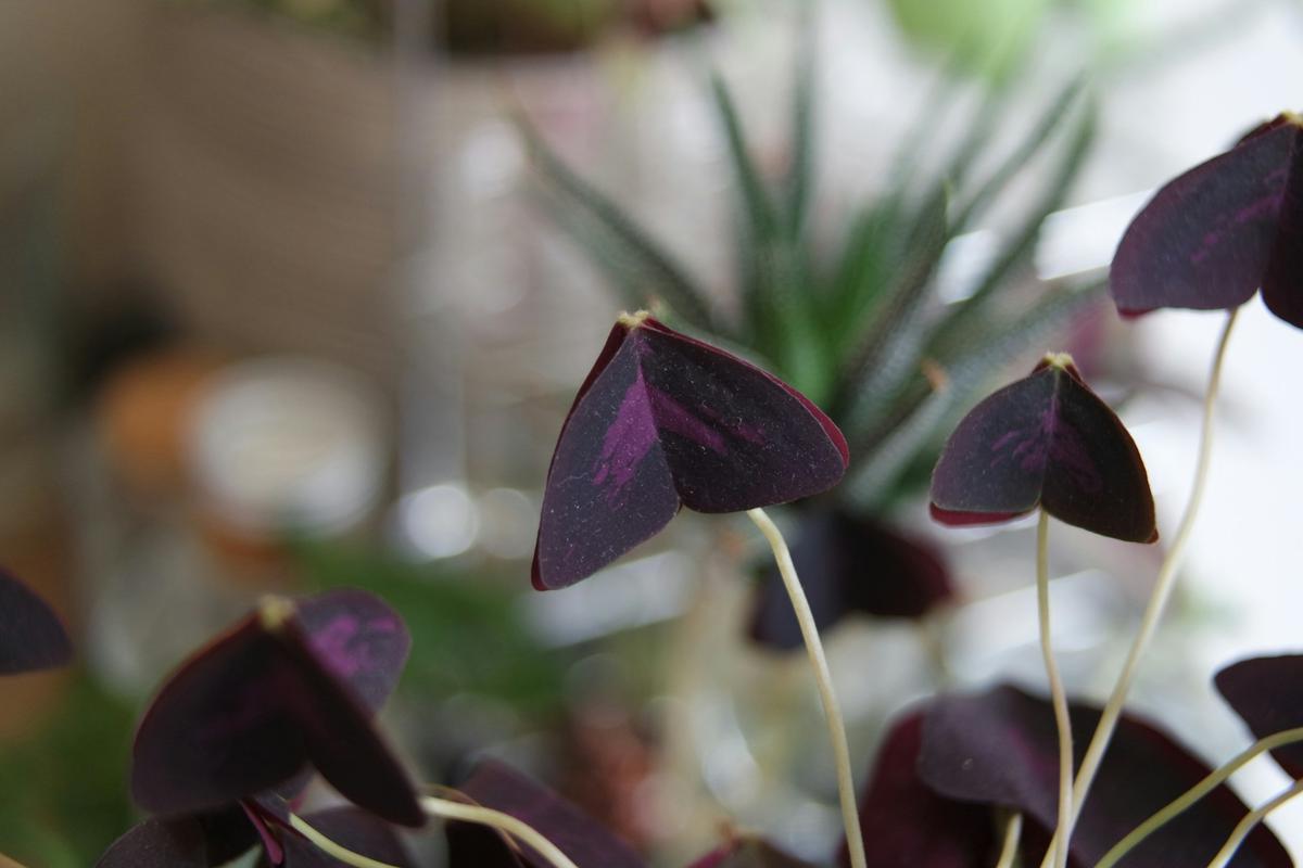 Oxalis Triangularis