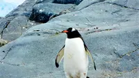 Penelitian: Kotoran Penguin Menghasilkan Awan yang Membantu Mendinginkan Planet Bumi