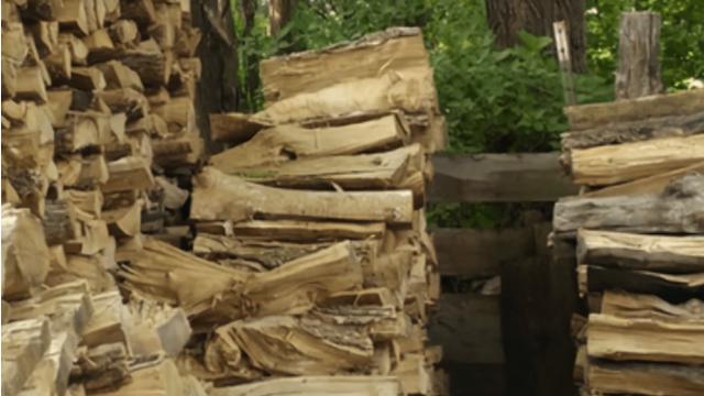 Temukan kucing yang bersembunyi dalam foto