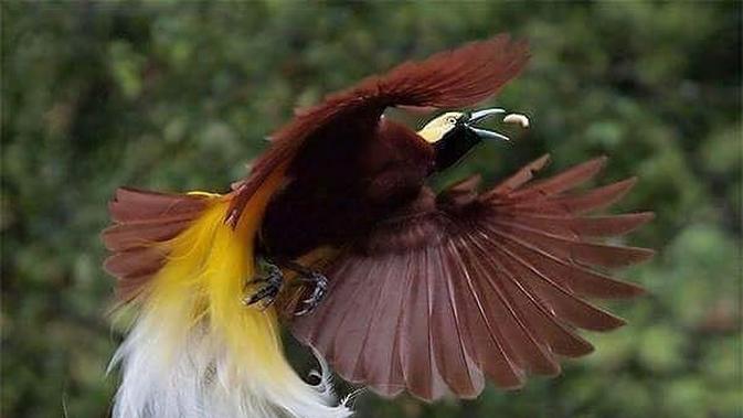 Burung cendrawasih. (dok. instagram.com/rupaindonesia.id/https://www.instagram.com/p/ByMCD1LHQif/Novi Thedora)