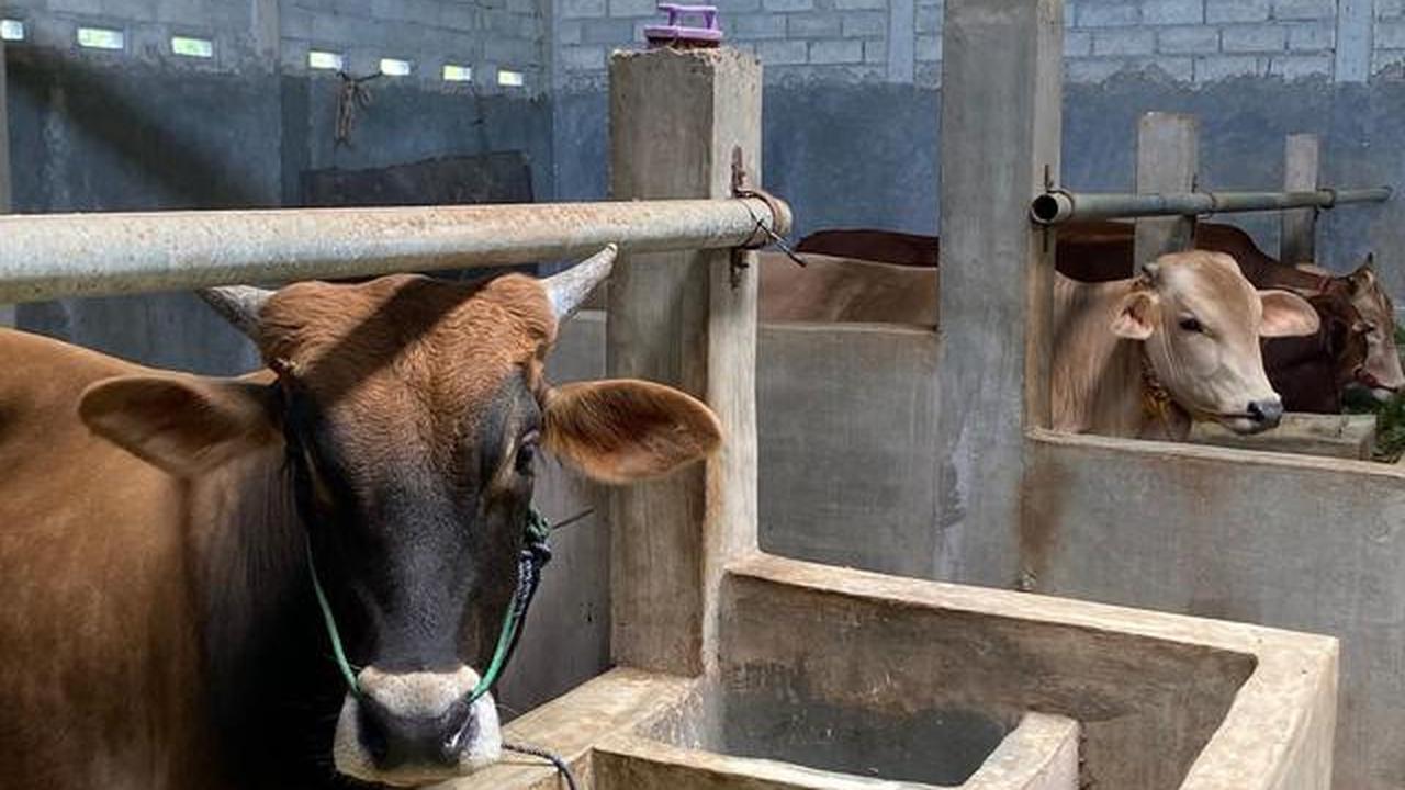 Aturan Pemberian Pakan Hewan Kurban Jelang Idul Adha 2026, Maksimalkan Nutrisi Sebelum Penyembelihan