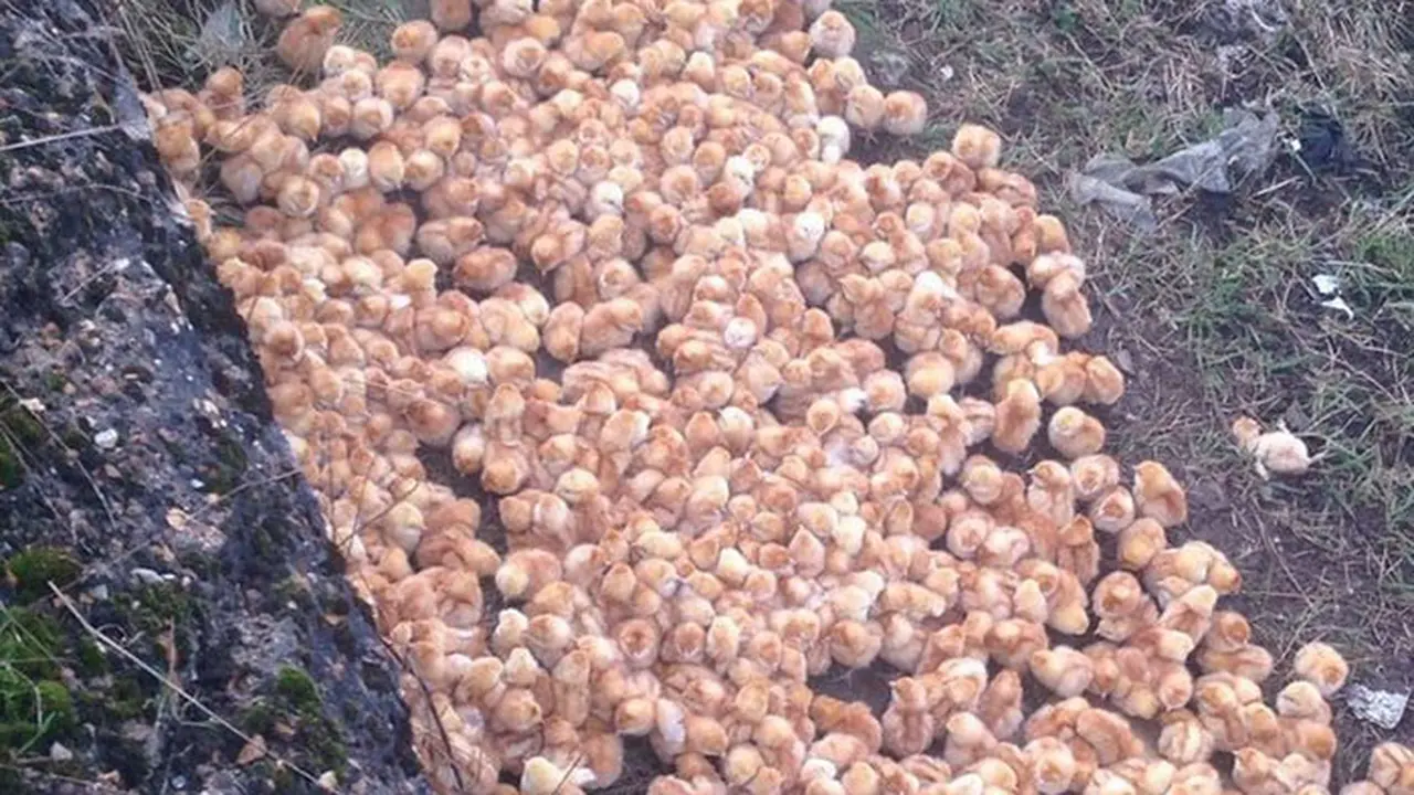 [Bintang] Misteri, 1000 Anak Ayam Ini Dilepas di Alam Hingga Mati