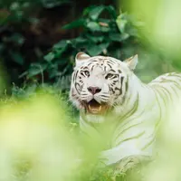 Ilustrasi Harimau Putih/Credit: unsplash.com/chuttersnap