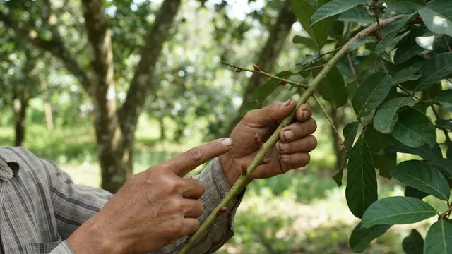 Stek Pohon Rambutan