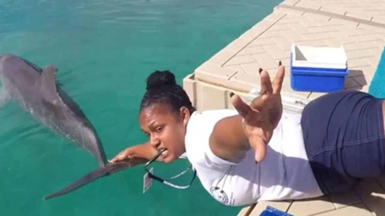 copyright by Dolphin Encounters