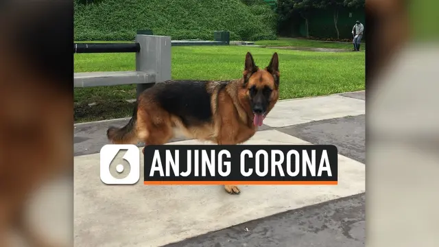VIDEO: Anjing Herder Pertama di New York Positif Covid-19
