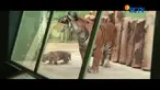 Sejauh ini hanya dua kebun binatang di Eropa yang berhasil mengembangbiakan harimau Malaysia.