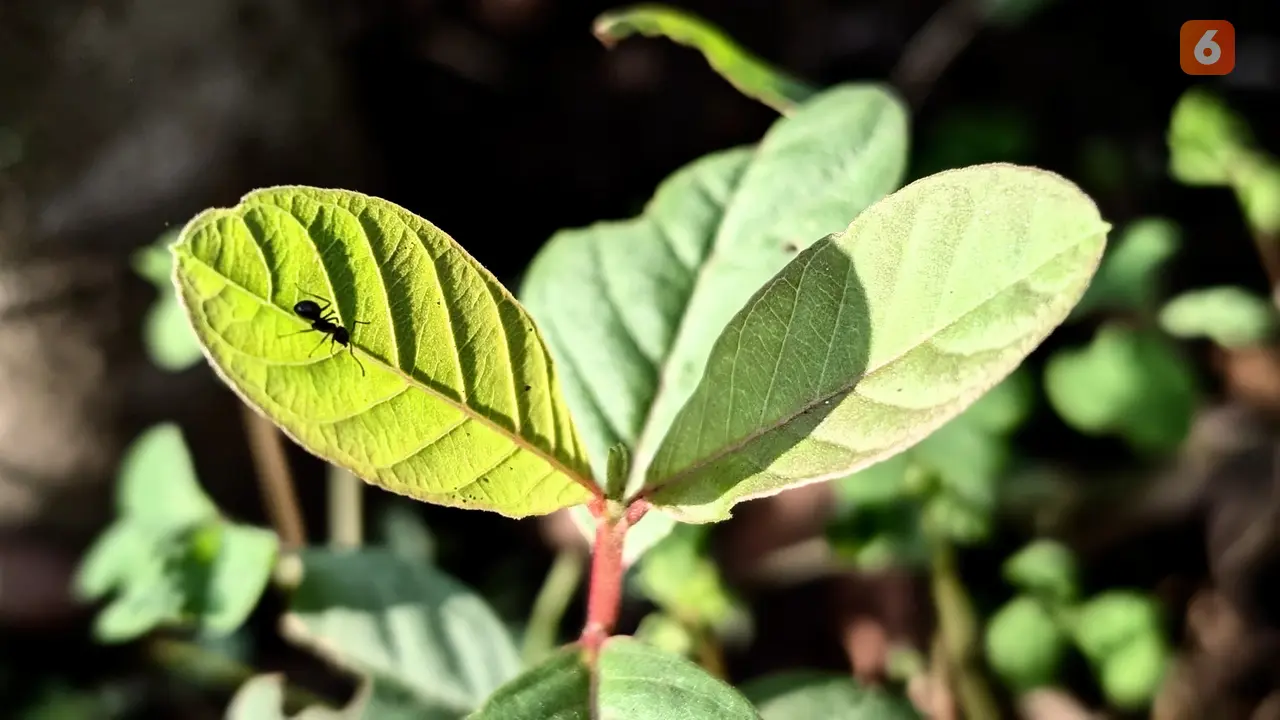 Teh Daun Jambu Biji Bisa Cegah Lonjakan Gula Darah pada Pasien Diabetes Tipe 2