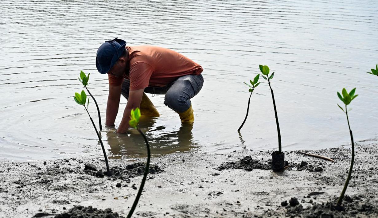 Seorang pria menanam benih mangrove sebagai bagian dari program lingkungan hidup yang dipimpin militer di pantai pesisir Banda Aceh, Aceh, Indonesia, Rabu (18/10/2023). (CHAIDEER MAHYUDDIN/AFP)