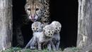 Ibu cheetah, Isantya bersama tiga bayinya saat dalam kandang di kebun binatang di Muenster, Jerman, Jumat (9/11). Tiga bayi cheetah tersebut lahir di kebun binatang di Muenster pada 4 Oktober 2018. (AP Photo/Martin Meissner)