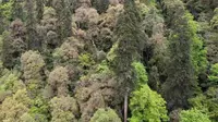 Hutan Abies ernestii var. salouenensis yang masih perawan di wilayah Zayu di Daerah Otonom Tibet, China barat daya, dengan pohon tertinggi setinggi 83,2 meter di tengahnya. (Foto: Institut Botani di bawah naungan Akademi Ilmu Pengetahuan China)