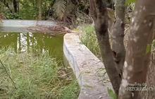 Kondisi Rumah Mewah Milik Bos TV Swasta Terbengkalai Seperti Hutan Rimba Dipenuhi Alang-alang & Pohon Besar