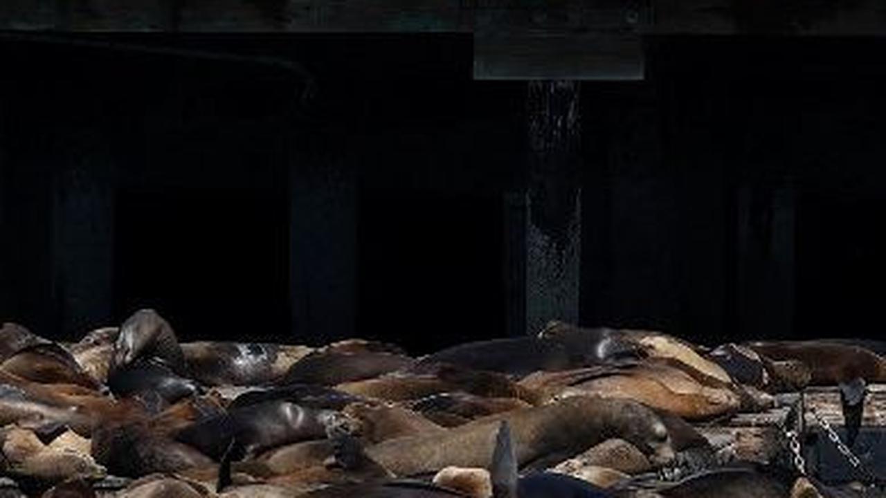 Lonjakan singa laut itu diduga terjadi karena meningkatnya ikan teri dan ikan haring di kawasan tersebut.&nbsp;Justin Sullivan/Getty Images/AFP
