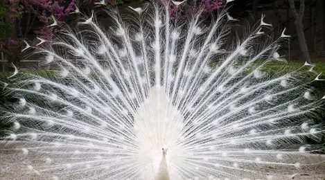 760 Koleksi Gambar Burung Merak Dari Pensil Gratis