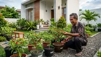 Cara Menanam Cabai agar Cepat Panen, Rahasia Berbuah Lebat sejak dari Benih
