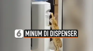 KELAKUAN AJAIB KUCING, AMBIL MINUM SENDIRI DI DISPENSER