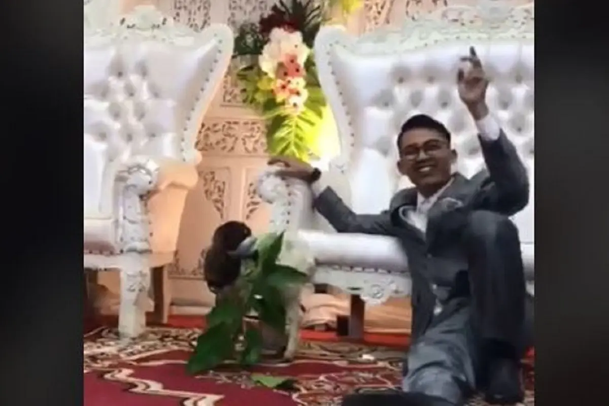 Seorang pengantin menerima kado anak kambing saat pernikahannya