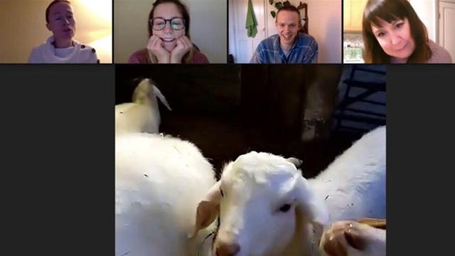 Bikin Bisnis Video Call dengan Kambing, Wanita Ini Raup Untung Rp 955 Juta