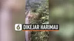 vertical dikejar harimau