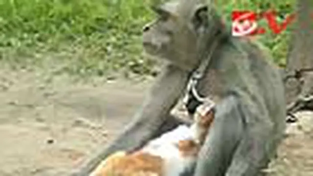 Kera Susui Anak Kucing