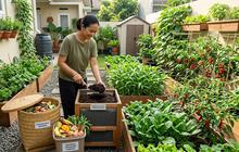 Cara Membuat Pupuk Sederhana dari Limbah Dapur untuk Tanaman Rumah, Mudah dan Hemat