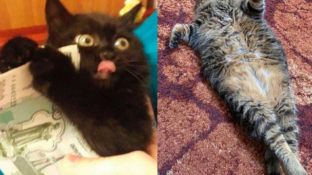 10 Tingkah Lucu Kucing Diluar Dugaan Manusia.