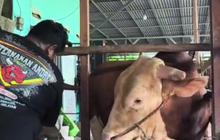 Penampakan Sapi Kurban Presiden Prabowo di Palembang Seharga Rp130 Juta, Namanya Arjuna Berat 1,18 Ton