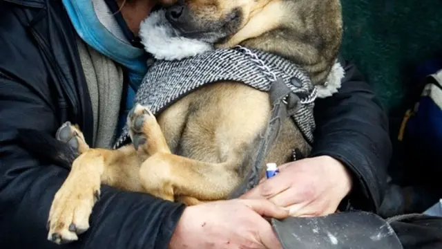 [Bintang] 9 Kisah Anjing yang Punya Rasa Setia Lebih dari Manusia