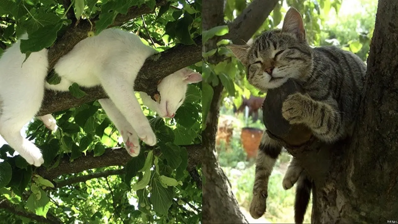 6 Potret Kucing Saat Tidur di Pohon Ini Bikin Gemas