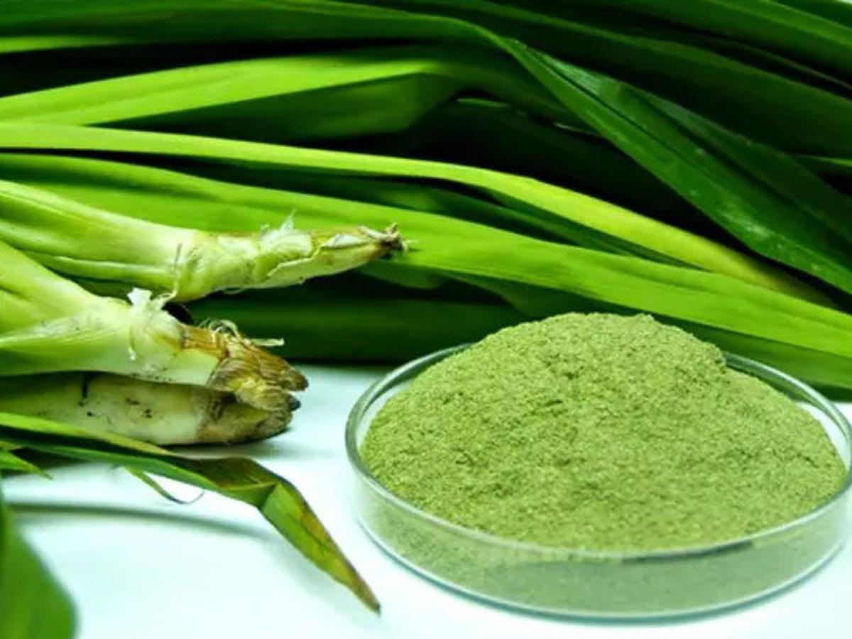 Jangan Anggap Remeh Daun Pandan