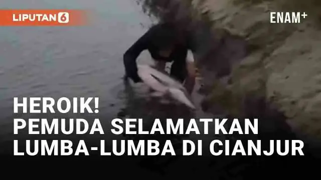 Aksi heroik dipertontonkan sejumlah pemuda di Pantai Ciwidig, Kertajadi, Cidaun, Kabupaten Cianjur (25/5/2024). Awalnya sejumlah pengunjung mendapati seekor lumba-lumba terdampar di tepi muara pantai seakan meminta tolong. Sejumlah pemuda yang merasa...