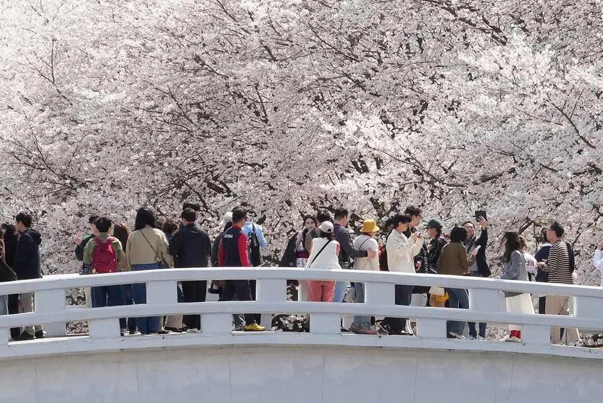 FOTO: Mekarnya Bunga Sakura Warnai Musim Semi di Seoul