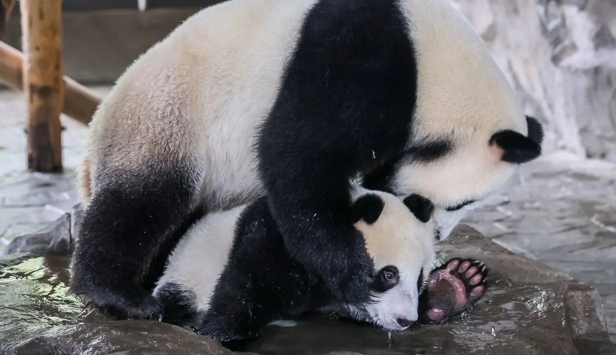 Panda raksasa Jiajia dan bayinya Jiajiazai bermain air di aula panda raksasa Taman Margasatwa Shanghai di Shanghai, China timur (7/8/2020). Bayi panda jantan tersebut lahir pada 6 Oktober 2019 di taman itu. (Xinhua/Wang Xiang)