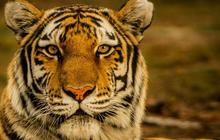 Cuma Ada Negara ini, Harimau Bertaring Emas