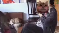 Tragedi Kucing Lompat ke Laptop, Bikin Pemiliknya Kehilangan Pekerjaan dan Bonus