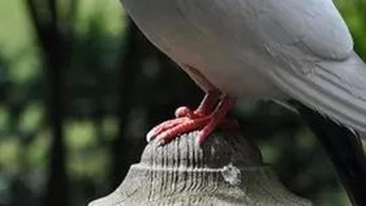 <b>Mengenal Burung Perkutut</b>