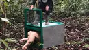 Orangutan albino, Alba dirilis oleh petugas Yayasan BOS di Taman Nasional Bukit Baka Bukit Raya Katingan, Kalteng, Rabu (19/12). Sebelum dirilis, Alba menjalani proses rehabilitasi di Pusat Rehabilitasi Orangutan Nyaru Menteng.  (AP Photo/Andi Jatmiko)
