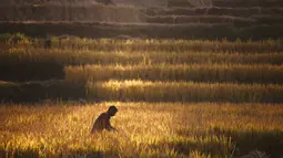 Seorang petani Nepal memanen padi di Chaukot, pinggiran Kathmandu, Nepal (30/10). Pertanian adalah sumber utama makanan, pendapatan, dan pekerjaan bagi mayoritas orang di negara Himalaya ini. (AP Photo/Niranjan Shrestha)
