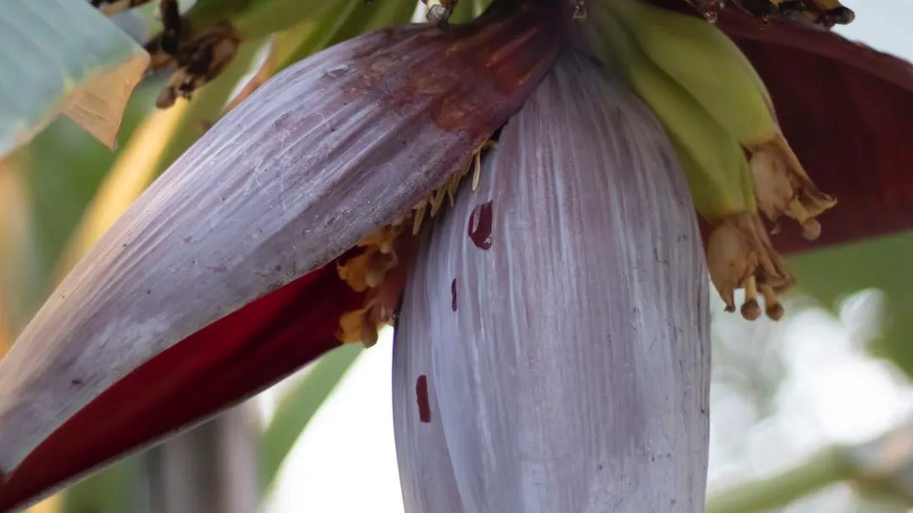 14 Manfaat Kesehatan Jantung Pisang atau Ontong, Tingkatkan Energi Hingga Turunkan Risiko Diabetes