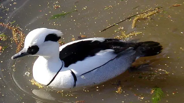 Ilustrasi bebek smew | Wikimedia Commons