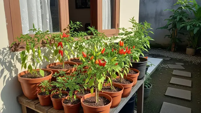 Ide Kebun Cabai Pakai Kompos Dapur yang Cocok untuk Pemula Model Kebun Cabai di Area Jendela