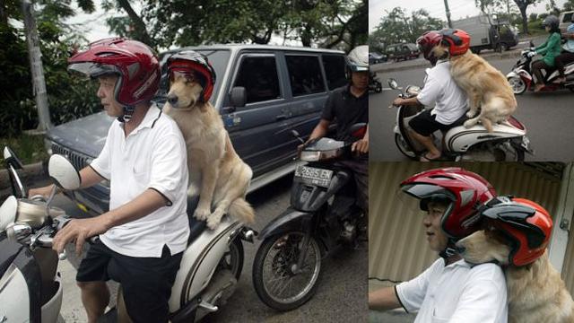 Potret Lucu Saat Hewan Dibonceng Pakai Motor Ini Bikin Ketawa, Anteng Bange