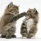 Karena kelucuannya, gak salah memang kucing selalu jadi hewan peliharaan banyak orang.(via: wallpapercave.com)