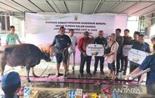 Pemprov Papua Tengah Salurkan 26 Sapi Kurban Jelang Idul Adha, Wujud Kepedulian Sosial