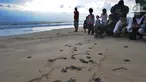 Pengunjung menyaksikan pelepasan lebih dari 300 tukik (anak penyu) Hijau di Pantai Pangumbahan, Ujung Genteng,  Sukabumi, Jawa Barat (27/10). Kegiatan pelepasan tukik pada sore hari ini menjadi  daya tarik pengunjung. (Merdeka.com/Arie Basuki)
