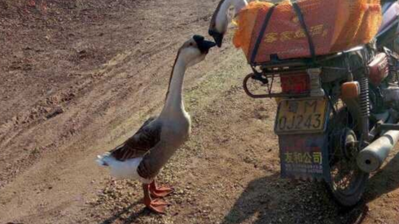  Kecupan Terakhir Pasangan Angsa sebelum Berakhir di Kuali