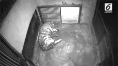 Sebuah taman di Korea Selatan merayakan kelahiran empat ekor harimau siberia. Momen ini dianggap langka karena spesies ini terancam punah.