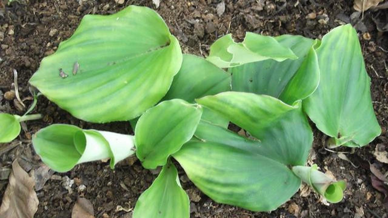 7 Jenis Pohon Kecil yang Efektif untuk Menakuti Ular dari Area Rumah