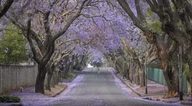 Seorang perempuan berlari-lari di jalan yang dipenuhi pohon jacaranda yang sedang mekar di Johannesburg, Afrika Selatan pada 20 Oktober 2022. Sejak awal Oktober, kota Johannesburg mendapatkan warna kuat yang ditambahkan ke lanskapnya: lautan kelopak ungu dari ribuan pohon jacaranda mekar di atas pinggiran kota. (Photo by Michele Spatari / AFP)